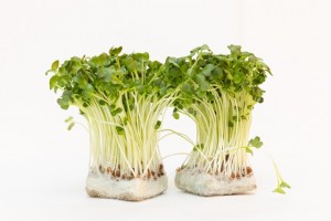 睡眠を良くする食材として「かいわれ大根」｜田源株式会社