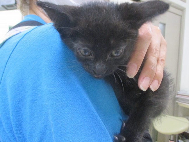 里親募集の黒猫についてスタッフブログ 上原動物病院