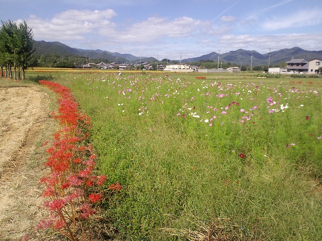 彼岸花 お知らせ ブログ 株式会社和光舎